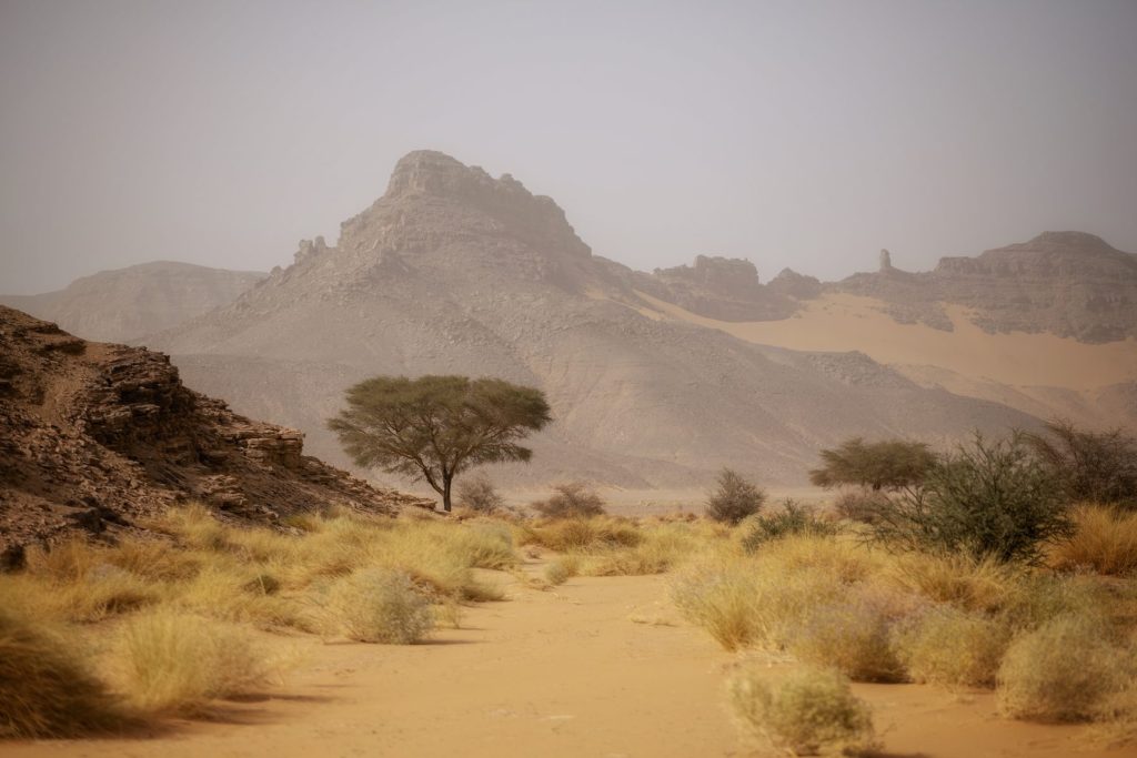 Ali Dema – Acacia et montagne dans la brume