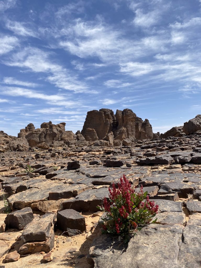 Sefar – Laurier-rose parmi les roches